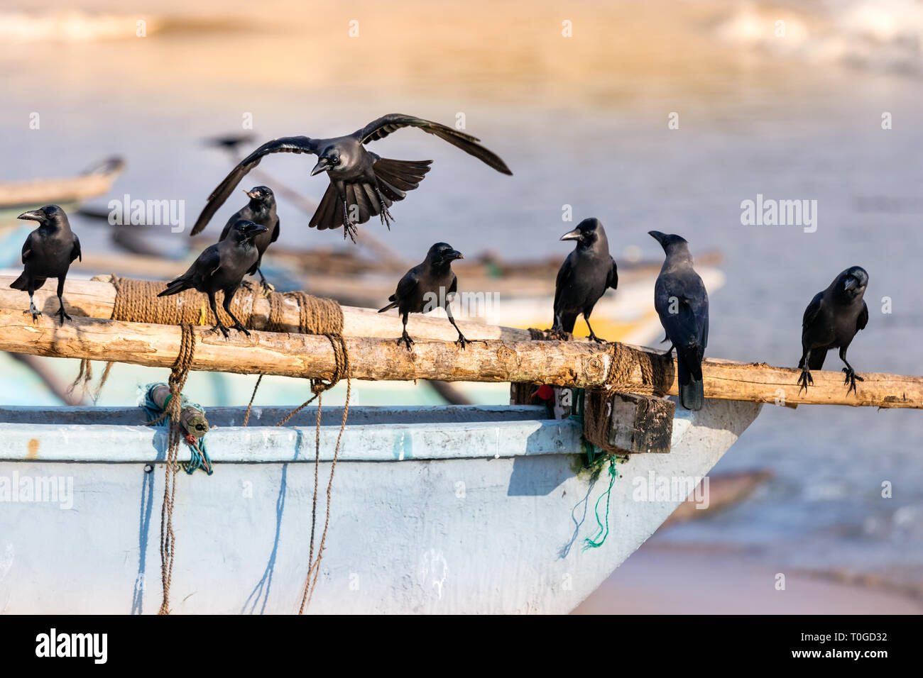 Gruppe von Black Raven Vögel thront auf einem hölzernen Schiff der Strand in Galle, Sri Lanka. Stockfoto