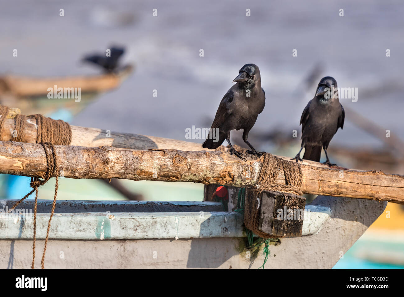 Zwei Black Raven Vögel thront auf einem hölzernen Schiff der Strand in Galle, Sri Lanka. Stockfoto