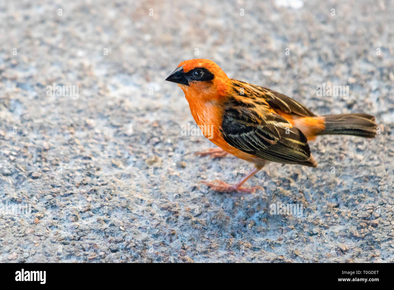 Ein roter Vogel, Fody (Foudia madagascariensis), auch als Madagascar Fody in Victoria, Seychellen bekannt. Stockfoto