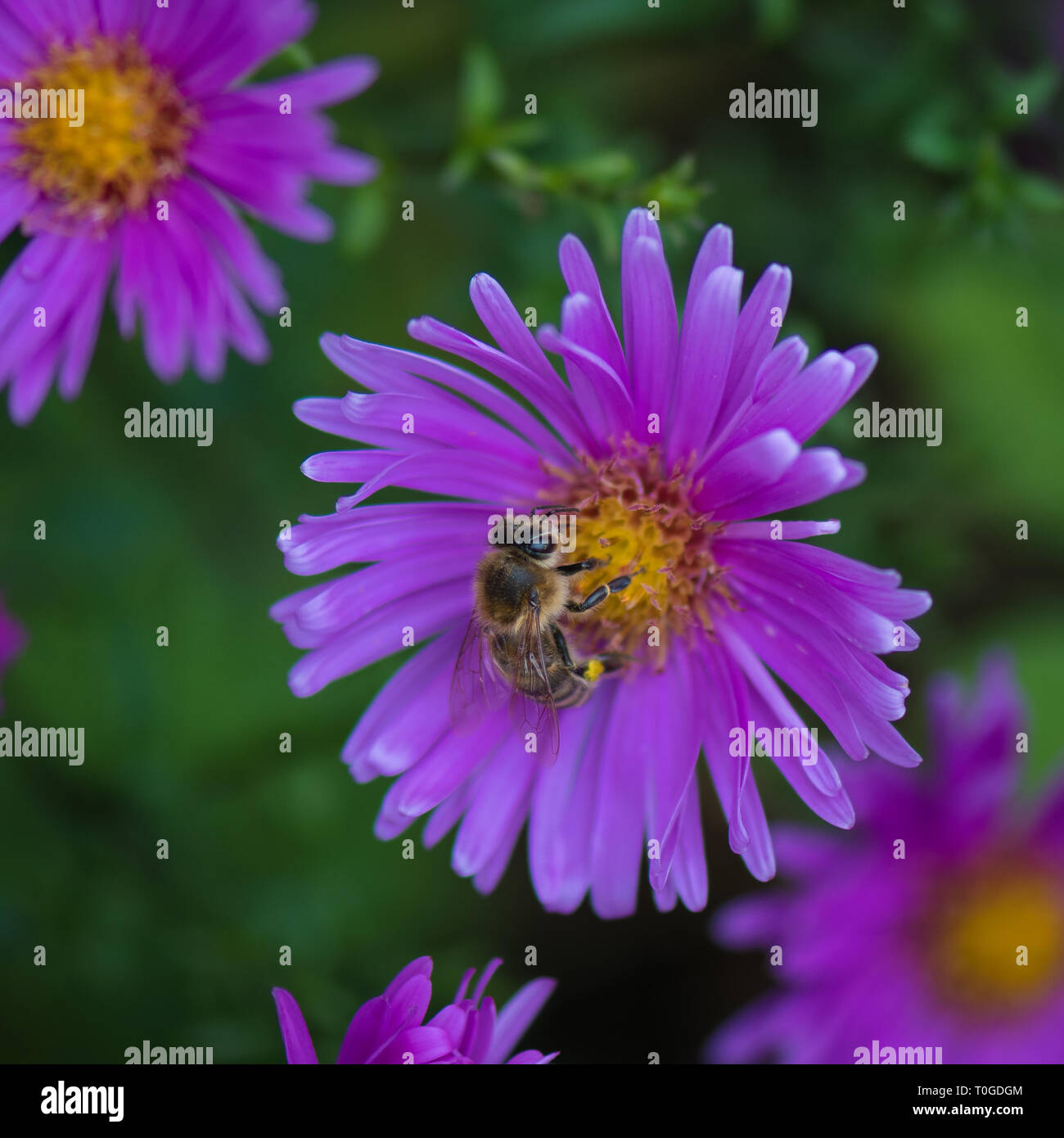 Aster amellus, mehrjährig blühende Pflanzen in der Familie der Asteraceae und Bestäubung Honig Biene in Wakehurst wilden Botanischen Garten, Vereinigtes Königreich Stockfoto