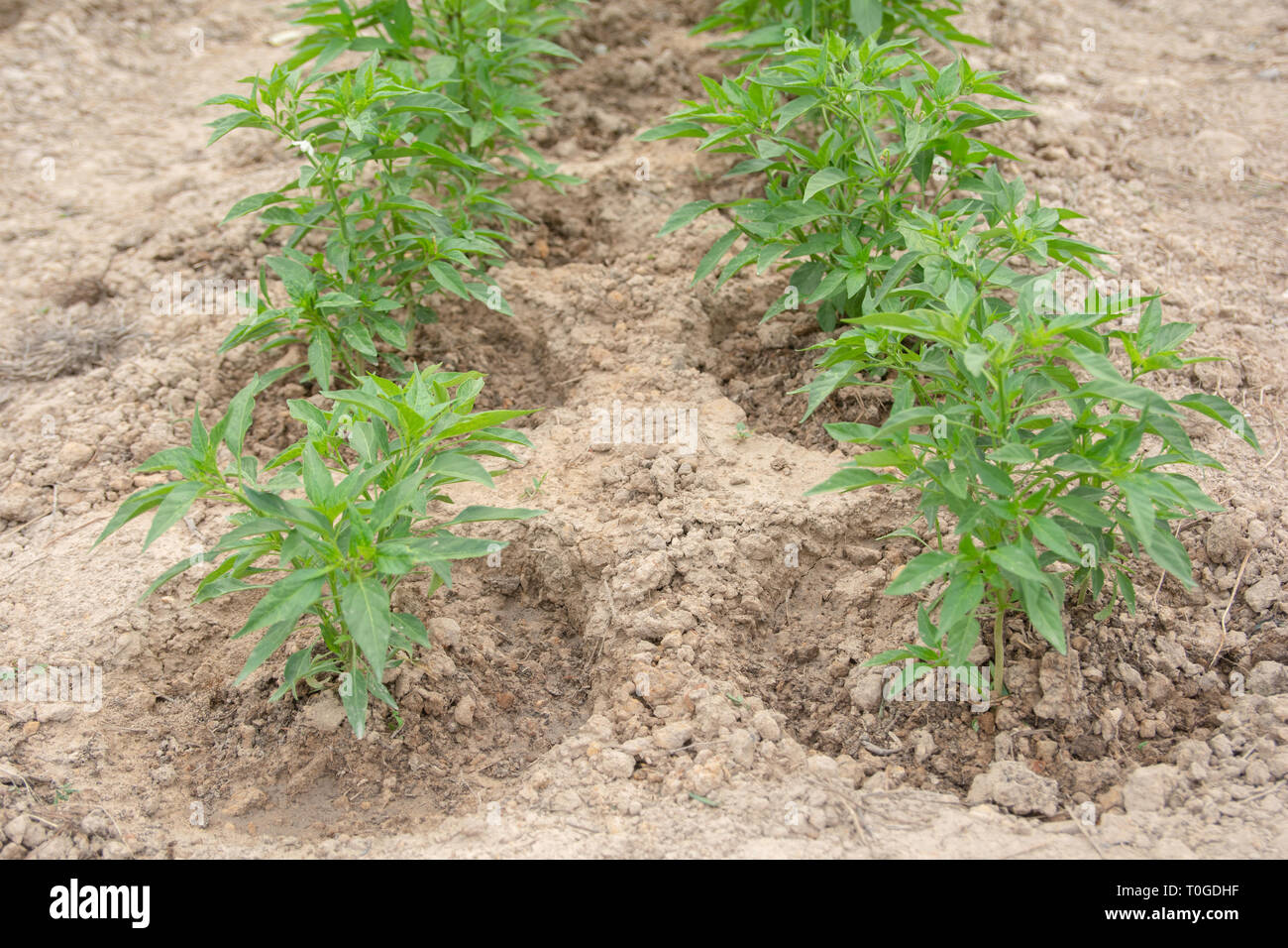 Chili Baum Pflanzen auf der Erde. Junge chili Pflanze - Bild  Stockfotografie - Alamy