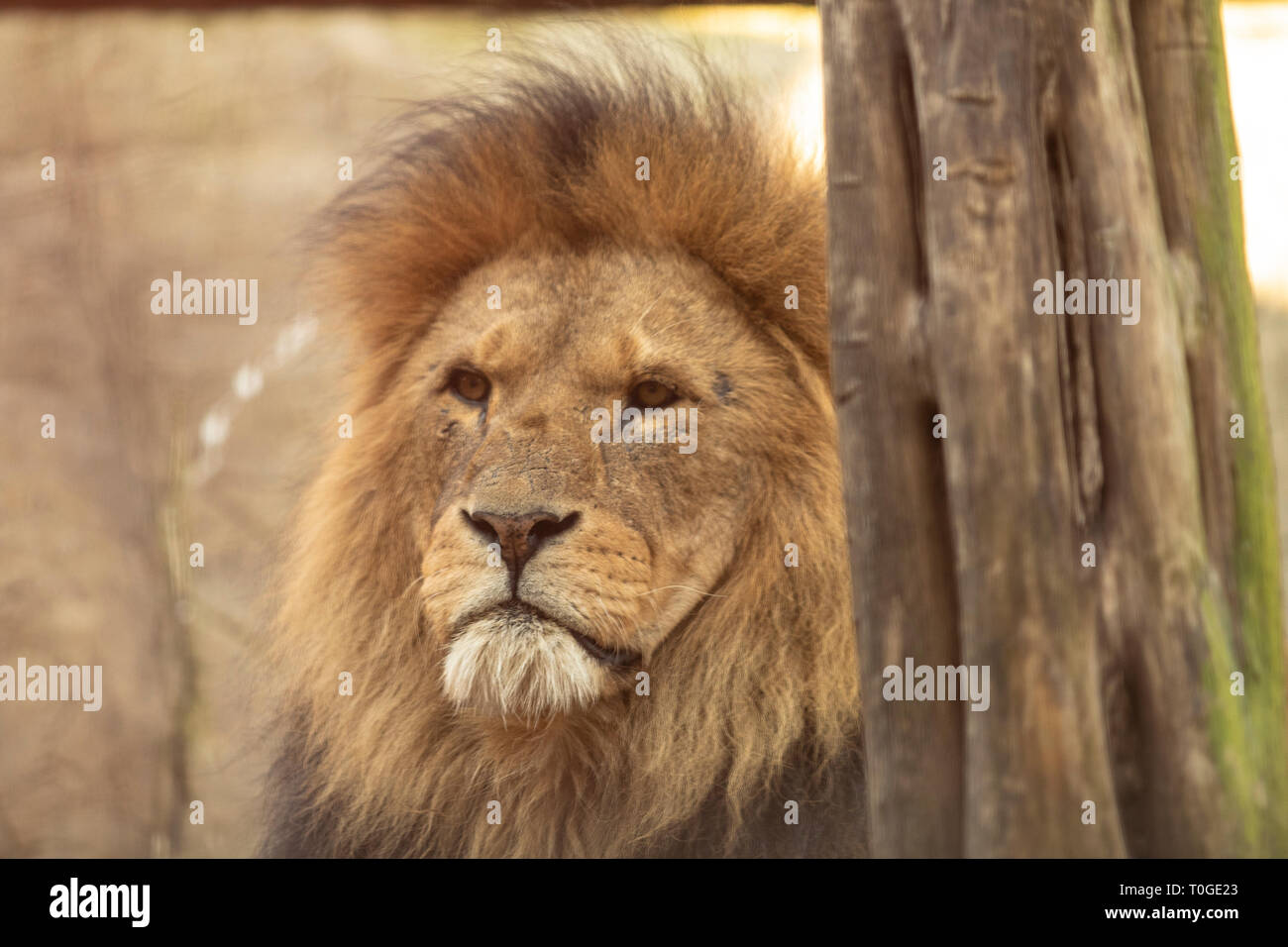 Lion hinter Baum tief in Gedanken Stockfoto