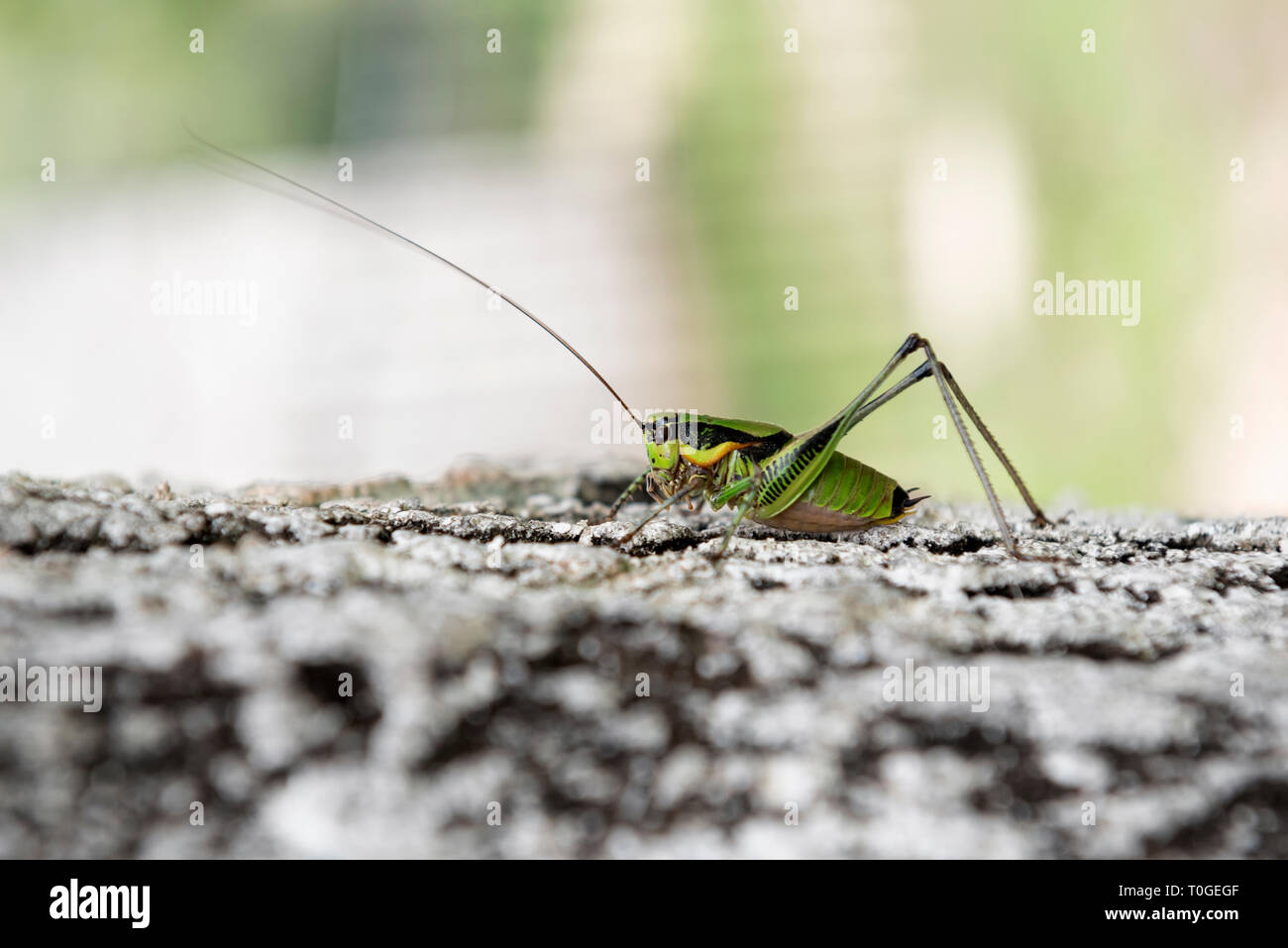 Grüne grashopper sitzen auf Baumrinde Stockfoto