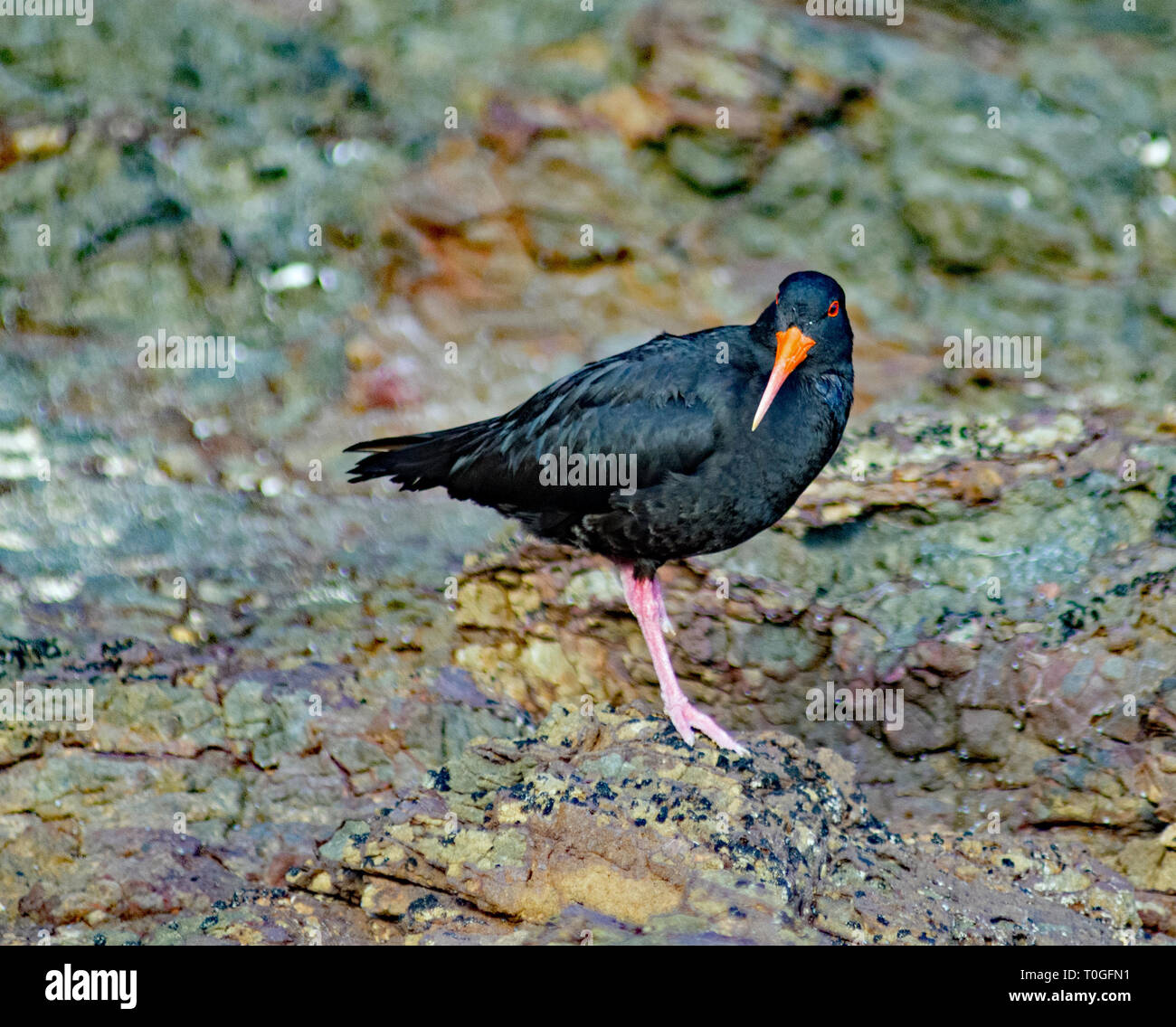 Oyster Catcher Stockfoto