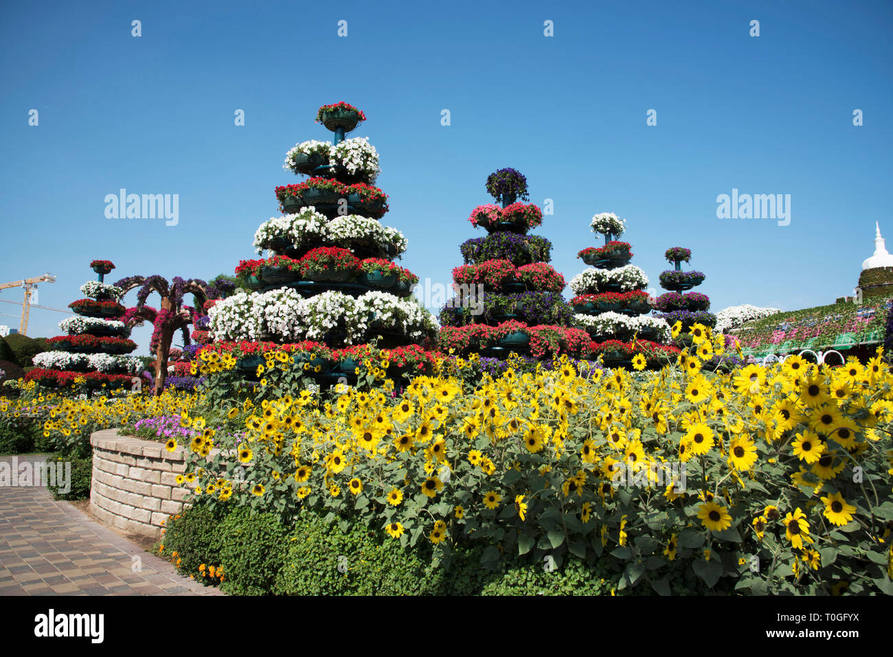 Landschaft von Blumen und Pflanzen, Dubai Wunder Garten ein Blumengarten,  Dubailand, Dubai, Vereinigte Arabische Emirate Stockfotografie - Alamy