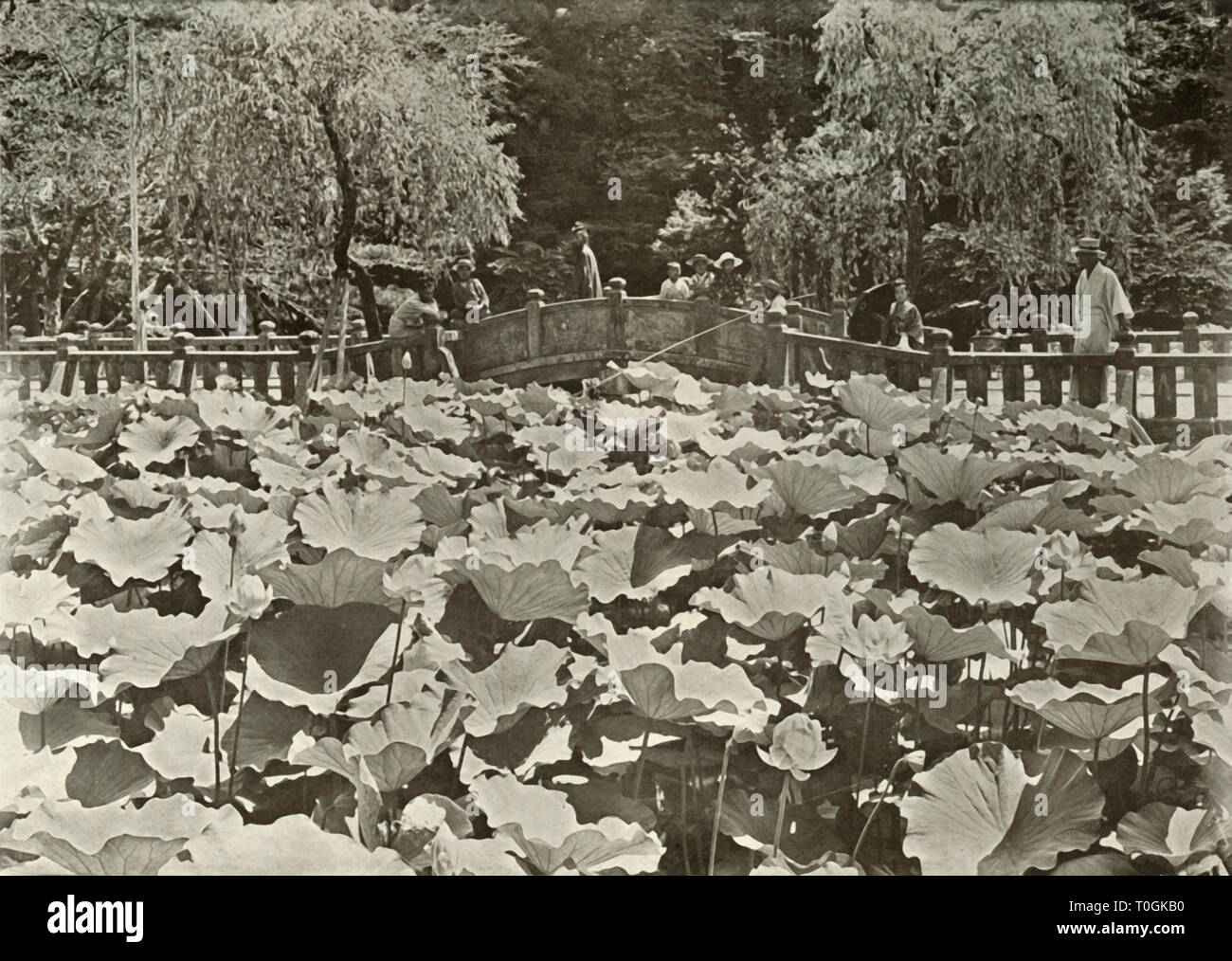 "Ein Lotus Teich', 1910. Schöpfer: Herbert Ponting. Stockfoto