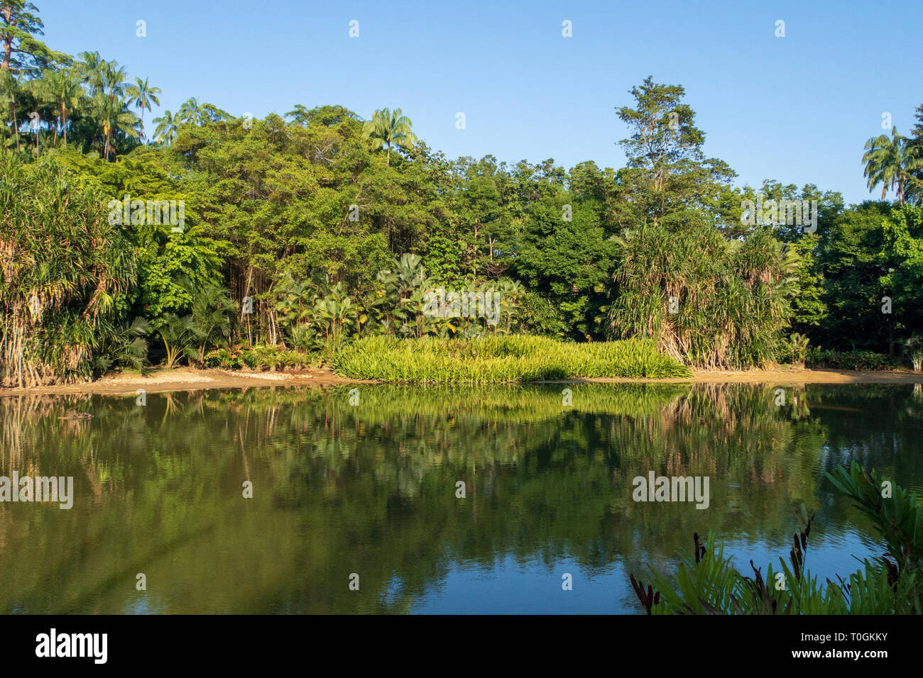 Singapur Botanischen Gärten ist ein beliebter Ort für Touristen und Einheimische, mit vielen schönen Wanderungen durch Wälder, Gärten und um kleine Seen Stockfoto