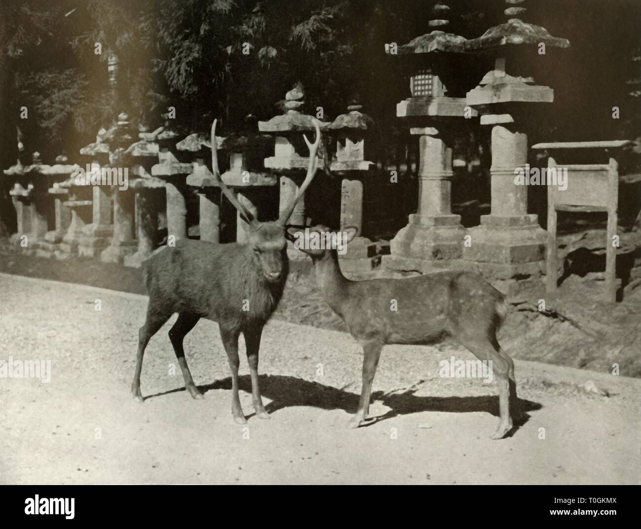 "Mein lieber! Eine Studie, die an Nara', 1910. Schöpfer: Herbert Ponting. Stockfoto