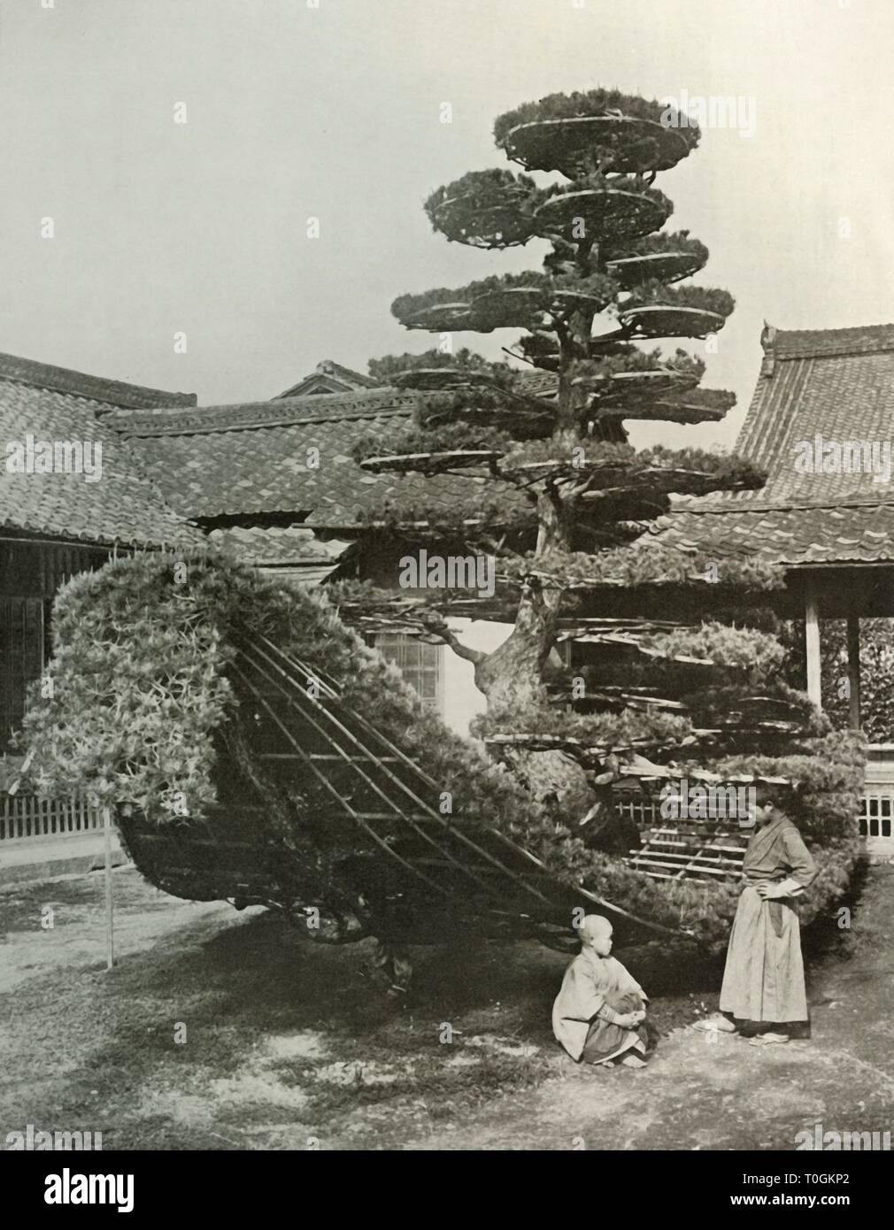 "Pine-Tree Junk am Kinkakuji', 1910. Schöpfer: Herbert Ponting. Stockfoto