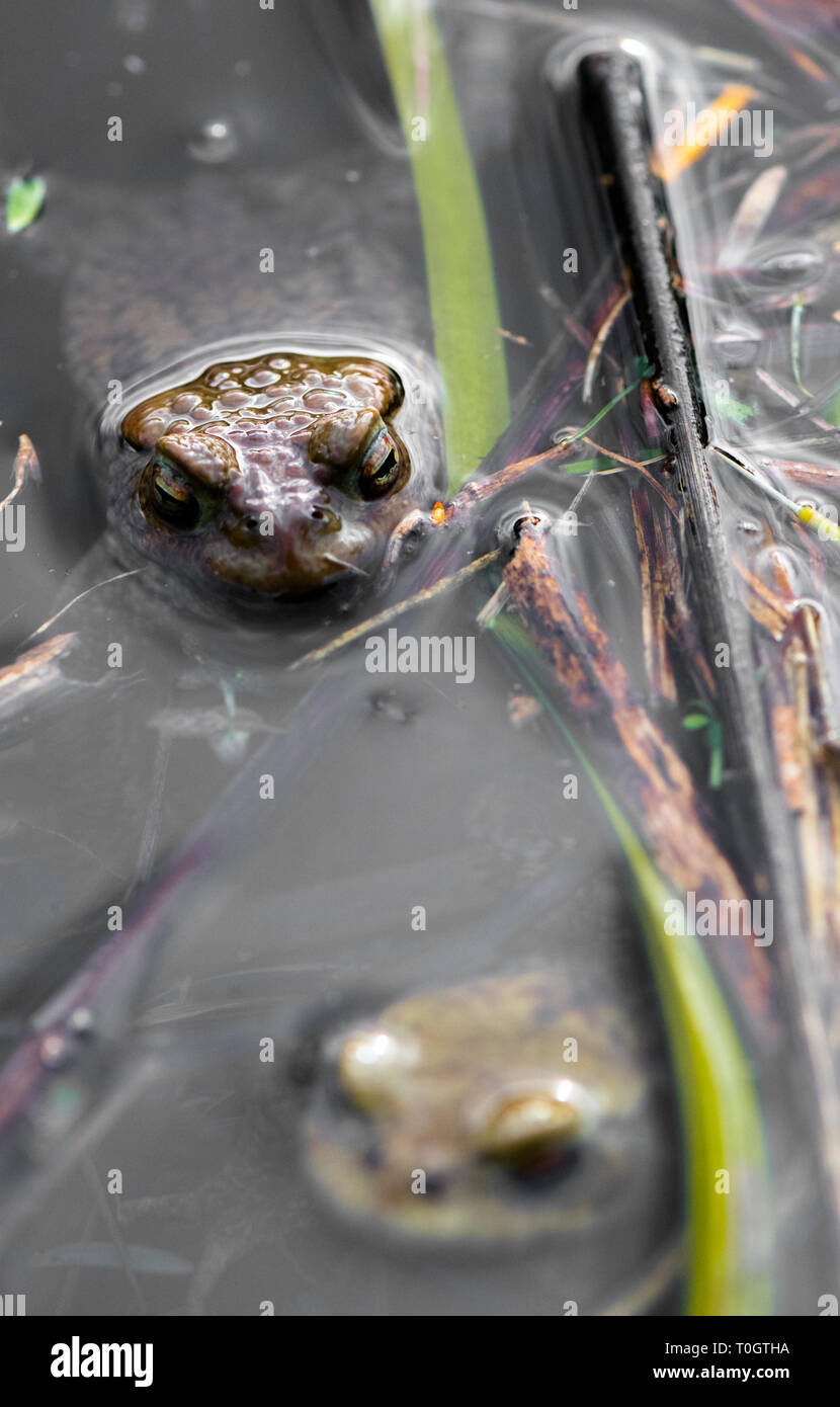 Die Erdkröte mit seinem Kopf knallen oben aus einem Teich. Stockfoto