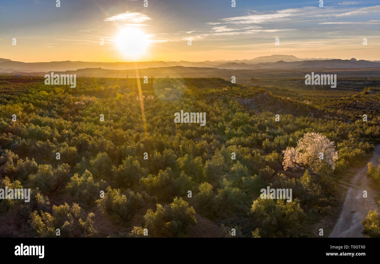 Malerische Luftaufnahme der mediterranen Landschaft mit Oliven und Landwirtschaft Landschaft mit Sonnenuntergang im Hintergrund Stockfoto