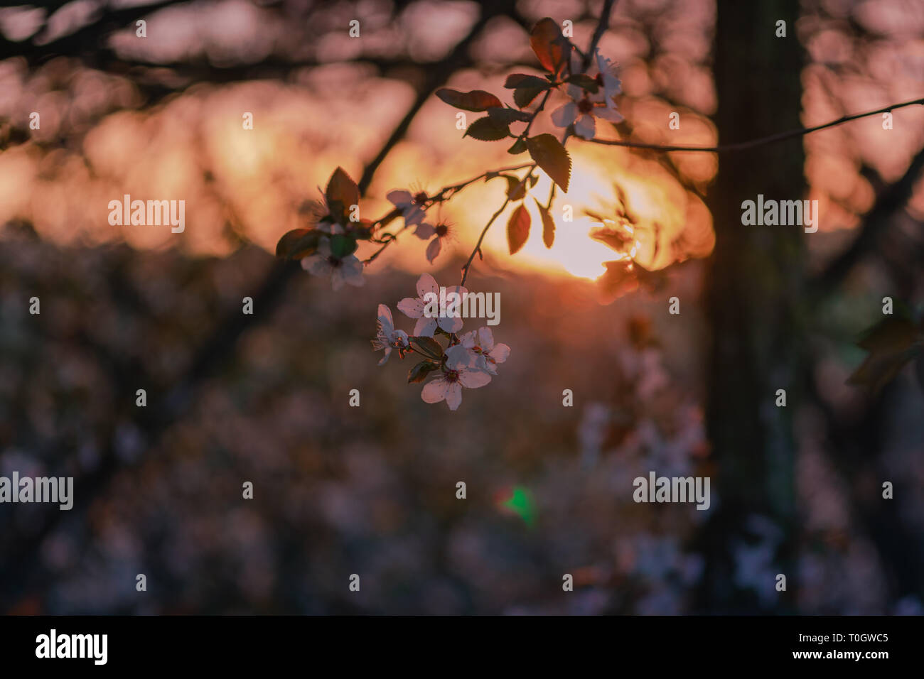 Cherry Blossom Zweig bei Sonnenuntergang im Frühjahr Stockfoto