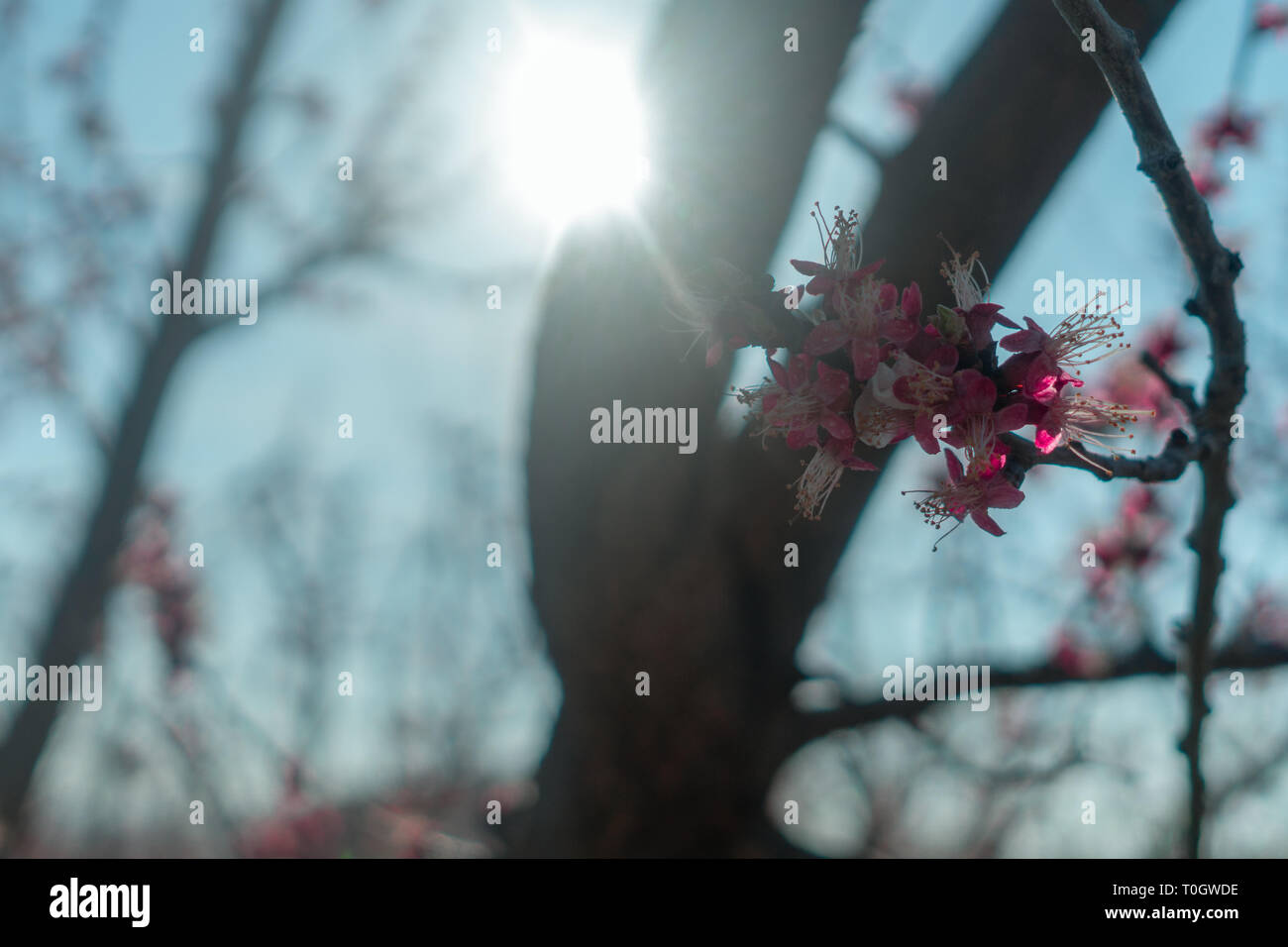 Gerade nach dem Winter Ende der Sonne ist eine neue geboren Kirschblüte in einem schönen Frühjahr Stockfoto