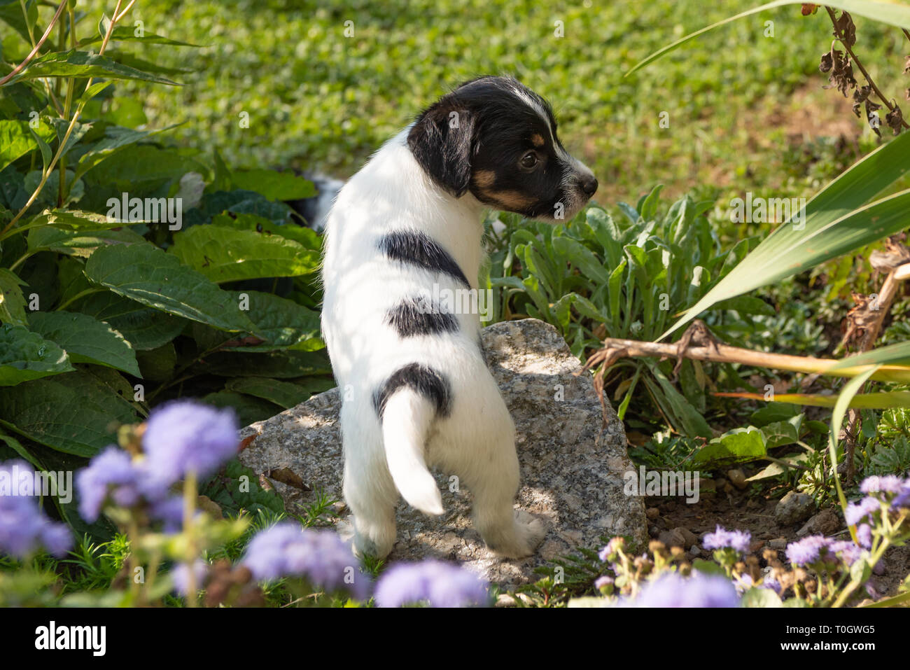 Kleine Jack Russell 7,5 Wochen alt alt niedlichen Hund Welpen stehen im Freien im Sommer im Garten. Stockfoto