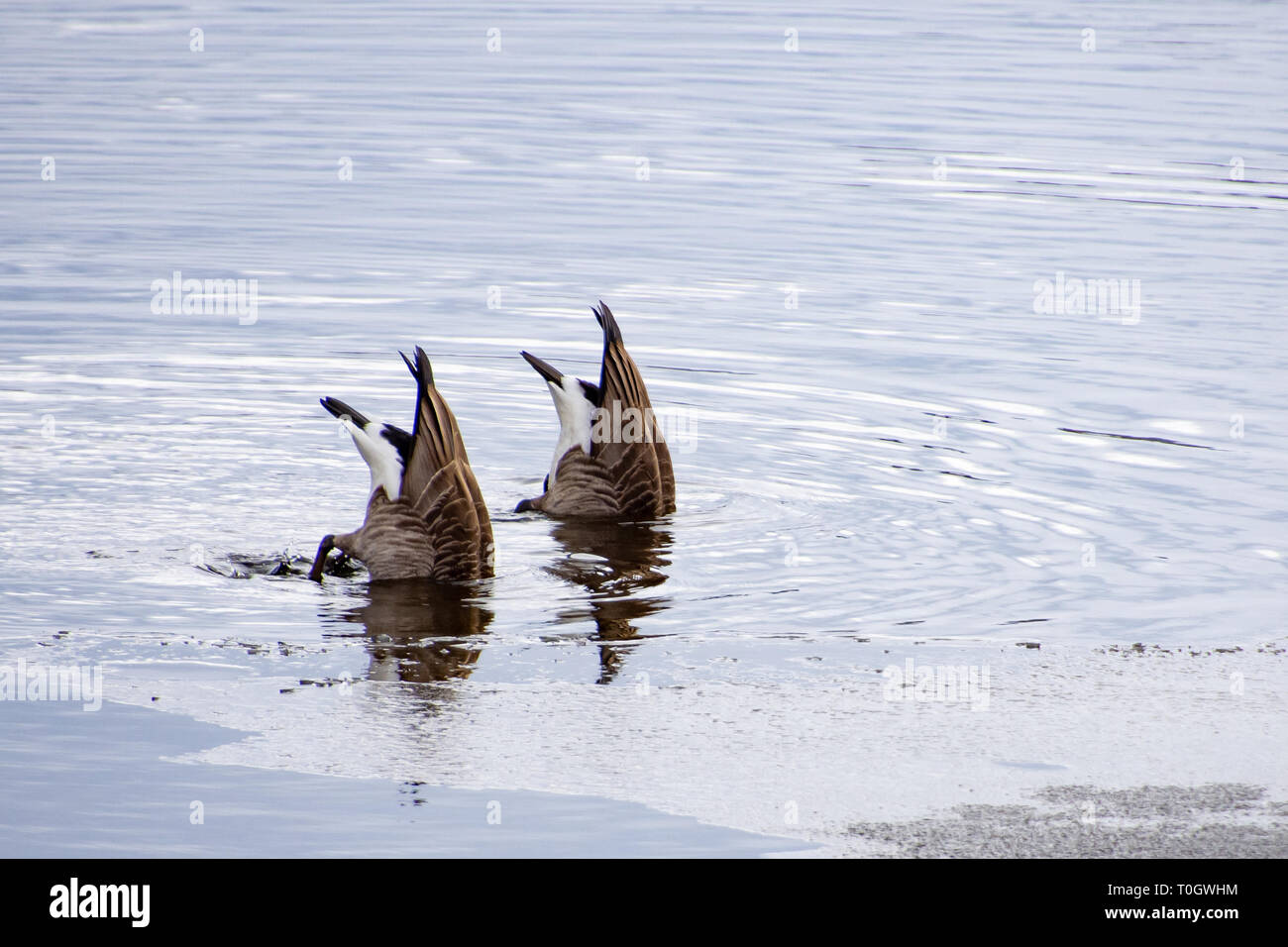 Zwei Kanadagänse Fütterung um Blätter des Eises auf der See angenehm, NY im späten Winter plantschen und Tauchen bis zu unterwasser Pflanzen. Stockfoto
