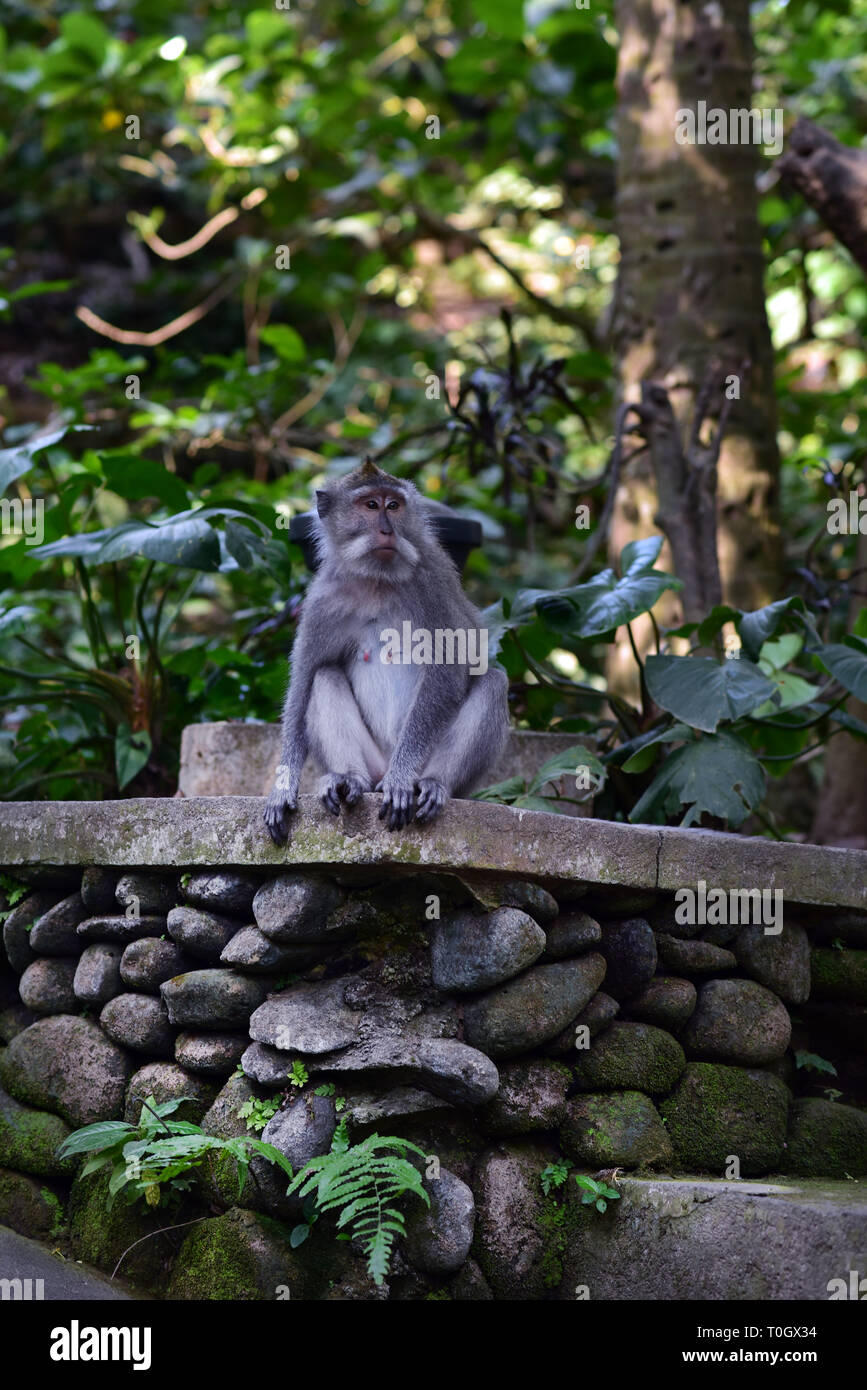 Affenwald von Ubud, auch als der Heilige Affenwald von Padangtegal genannt, ist eine der beliebtesten Attraktionen von Ubud, Bali, Indonesien Stockfoto
