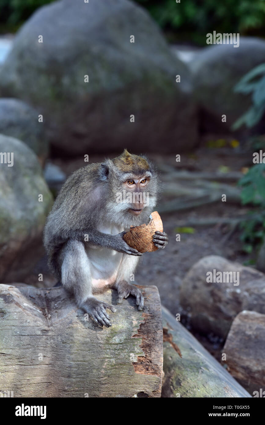 Affenwald von Ubud, auch als der Heilige Affenwald von Padangtegal genannt, ist eine der beliebtesten Attraktionen von Ubud, Bali, Indonesien Stockfoto