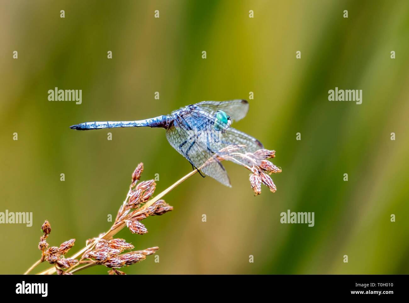 Blaue Libelle Stockfoto