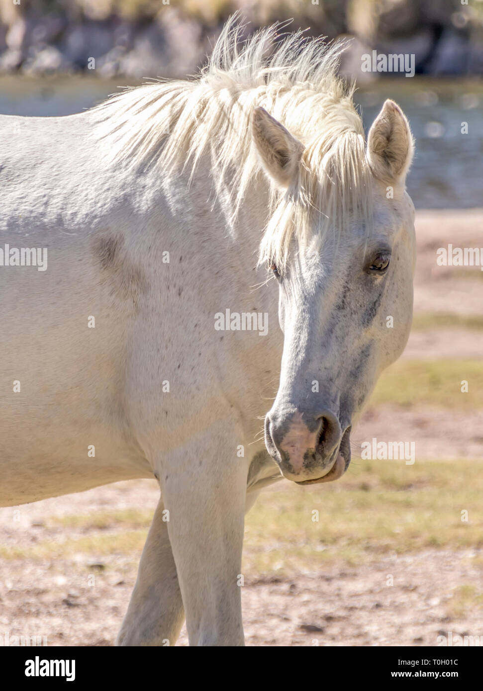 Weiß Wild Mustang Pferd Stockfoto