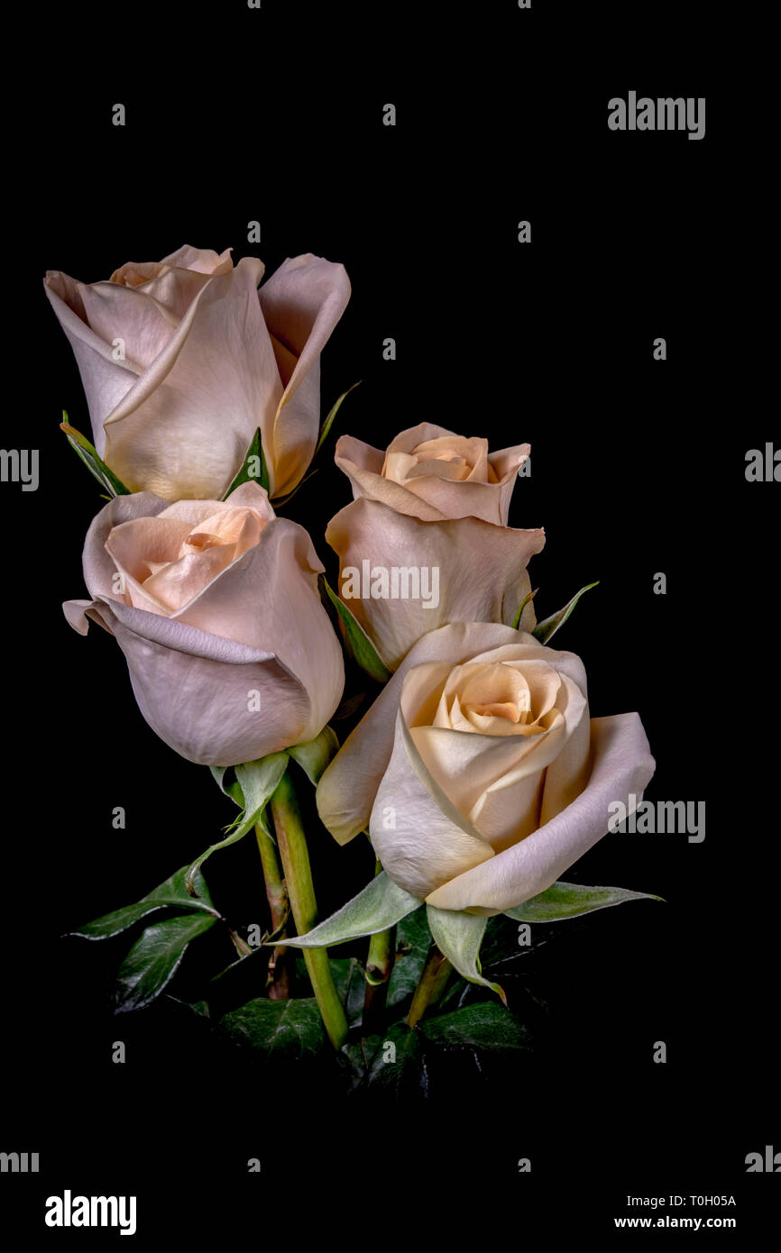 Vier Peach Roses Stockfoto
