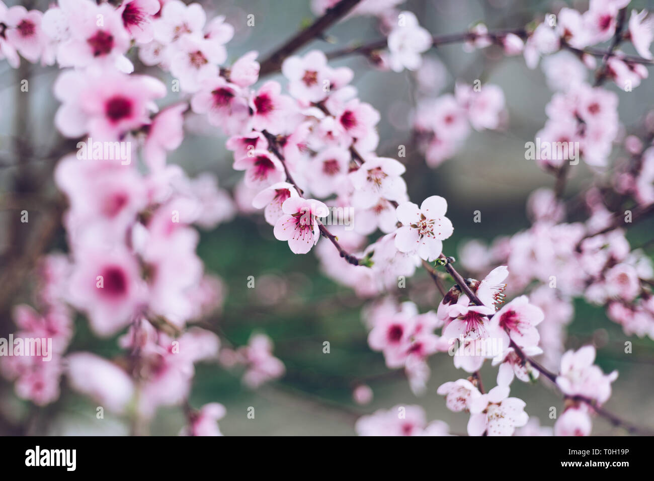 Feder Grenze oder Hintergrund Kunst mit rosa Blüten. Schöne Natur Szene mit blühenden Baum und Sonne Flare. Ostern sonniger Tag. Frühling Blumen. Beautifu Stockfoto