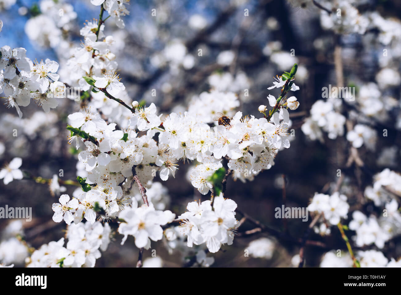 Feder Grenze oder Hintergrund Kunst mit rosa Blüten. Schöne Natur Szene mit blühenden Baum und Sonne Flare. Ostern sonniger Tag. Frühling Blumen. Beautifu Stockfoto