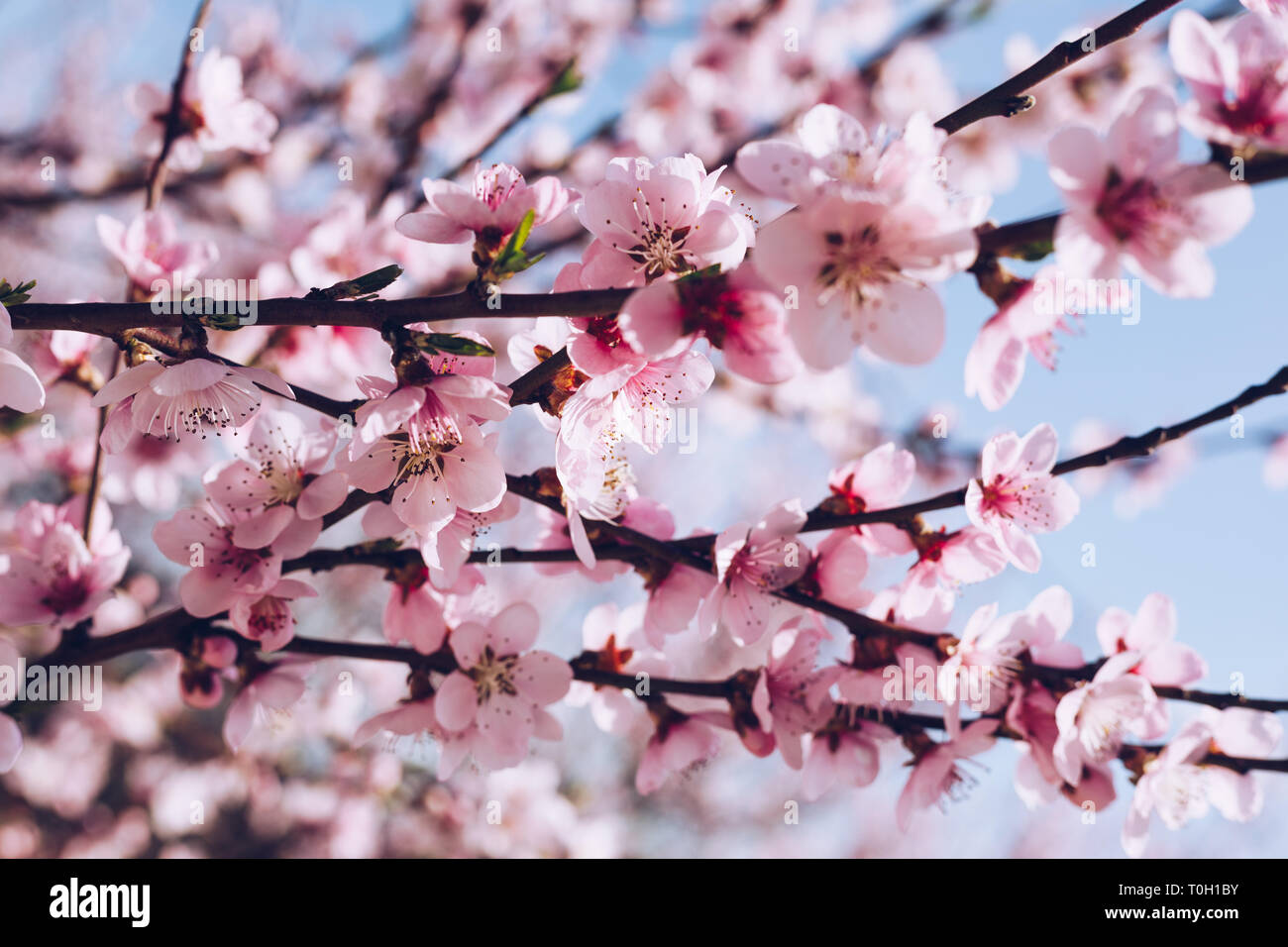 Spring Blossom Hintergrund. Schöne Natur Szene mit blühenden Baum und Sonne Flare. Sonnigen Tag. Frühling Blumen. Schönen Obstgarten. Abstrakte verschwommen Bac Stockfoto