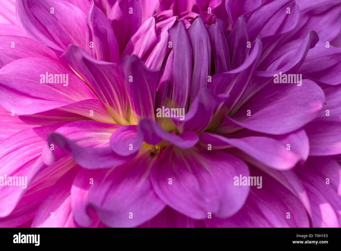 Nahaufnahme der mehrfarbigen texturierte Blüten Dahlie Blume Stockfoto