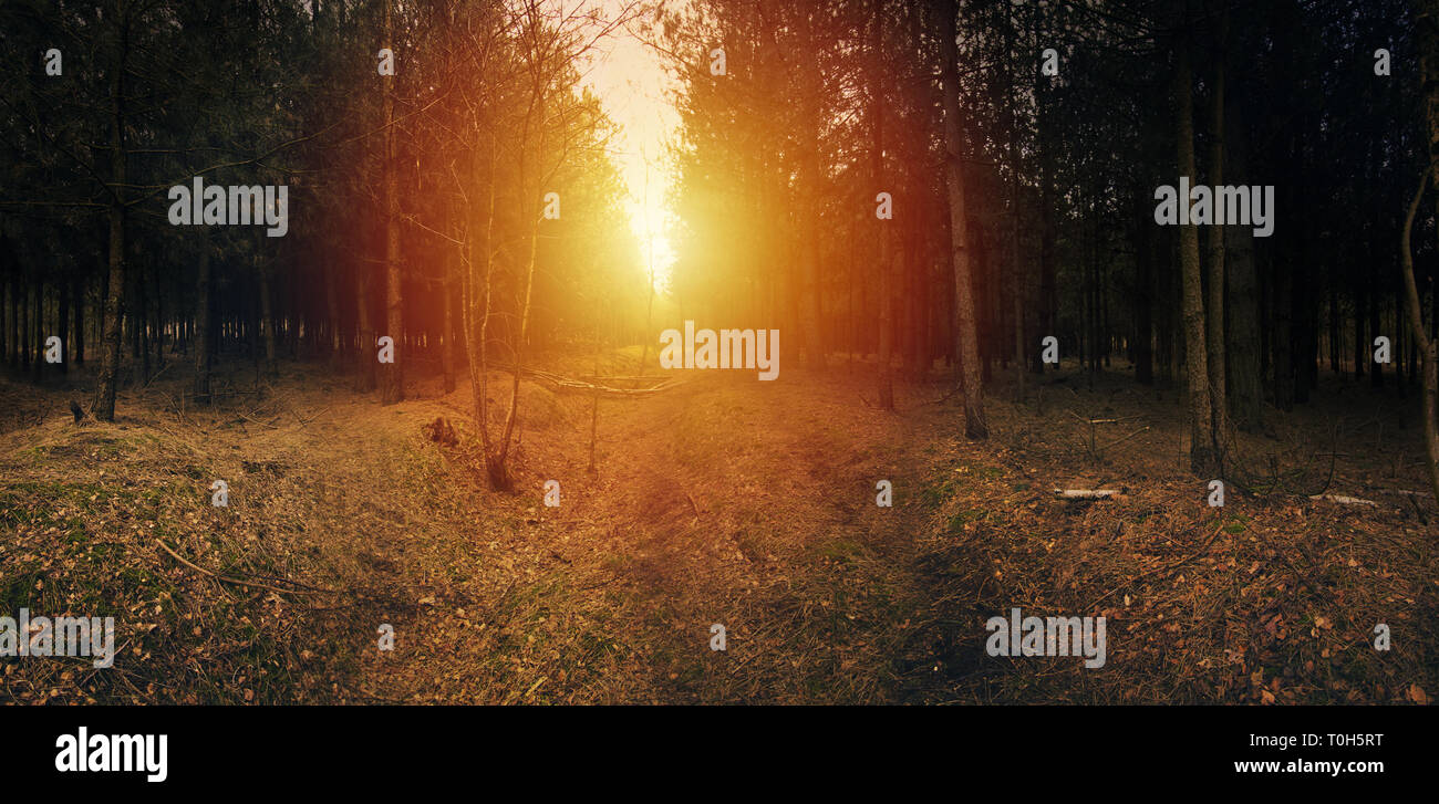 Sonnenaufgang über den Wald. Ostlers Plantage, Woodhall Spa, Großbritannien Stockfoto