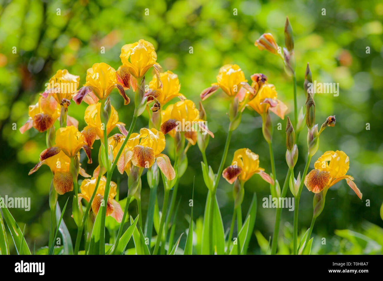Tall Bearded Iris' Jitterbug' mit Sonnenblume Gelb Standards; sunflower Zitrone zu Chrome fällt, alle über Licht durchleuchtet Sansibar waschen. Stockfoto