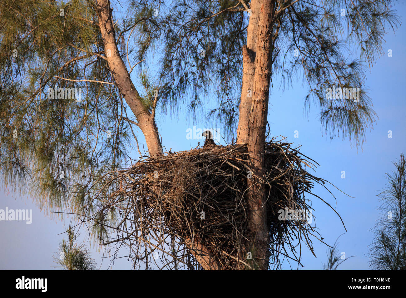 Baby kahle Adler Haliaeetus leucocephalus in einem Nest auf Marco Island, Florida im Winter. Stockfoto