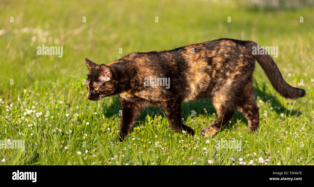 Nach Hauskatze Jagd in Gras. Geeignet für Tier, Tier- und Pflanzenwelt Themen Stockfoto