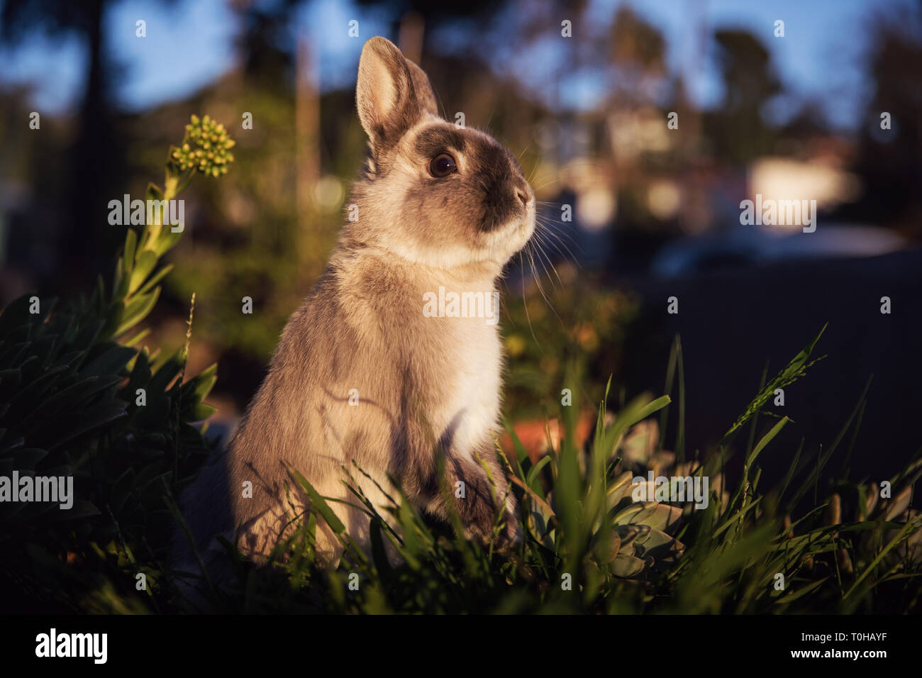 Eine braune und graue Zwerg bunny stehend auf seine Hinterbeine in einem Garten, der Suche statuesque. Stockfoto