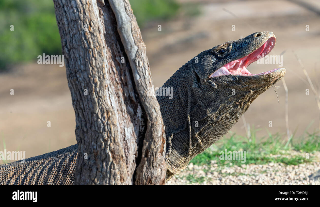 Die geöffneten Mund des Komodo Drache. Close up Portrait. Komodo Drache. Wissenschaftlicher Name: Varanus Komodoensis. Natürlicher Lebensraum. Indonesien. Insel Rinca Stockfoto