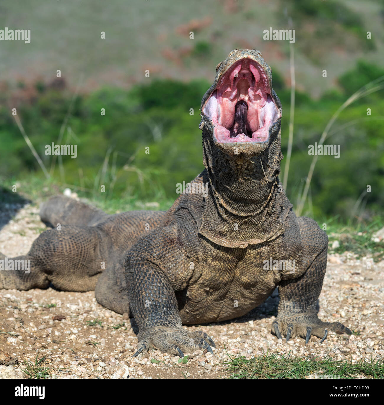 Die geöffneten Mund des Komodo Drache. Nahaufnahme, Porträt, Ansicht von vorne. Komodo Drache. Wissenschaftlicher Name: Varanus Komodoensis. Natürlicher Lebensraum. Indonesien. Stockfoto