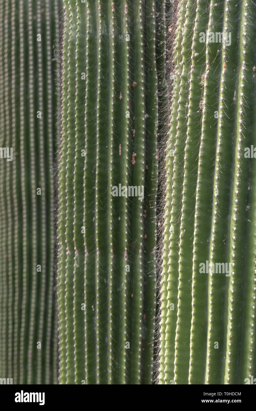 Full Frame Foto von drei spiky Neobuxbaumia polylopha Kakteen, konzentrierte sich auf die nächsten. Stockfoto