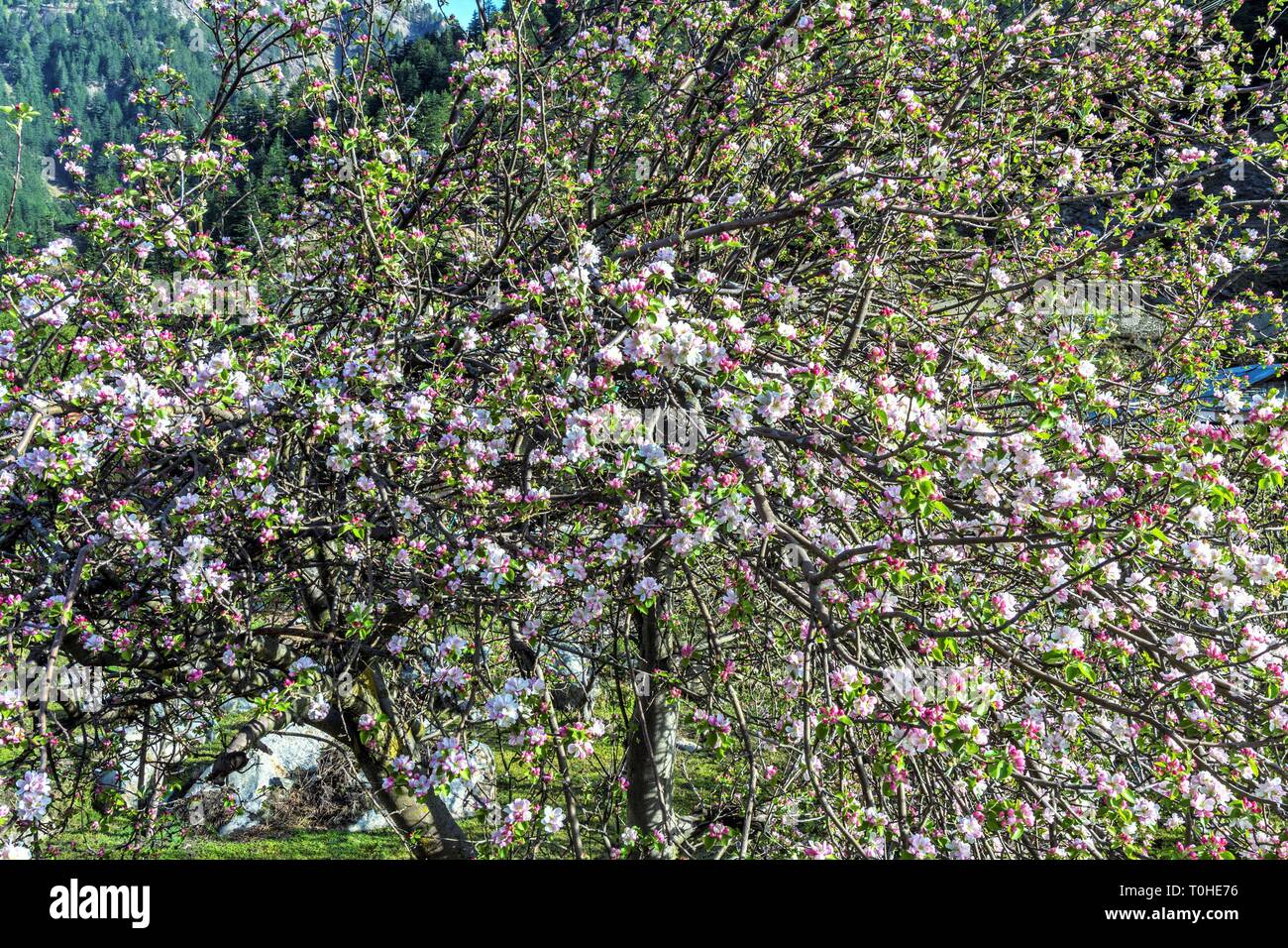 Apple Obstbäume, Harsil, Uttarakhand, Indien, Asien Stockfoto