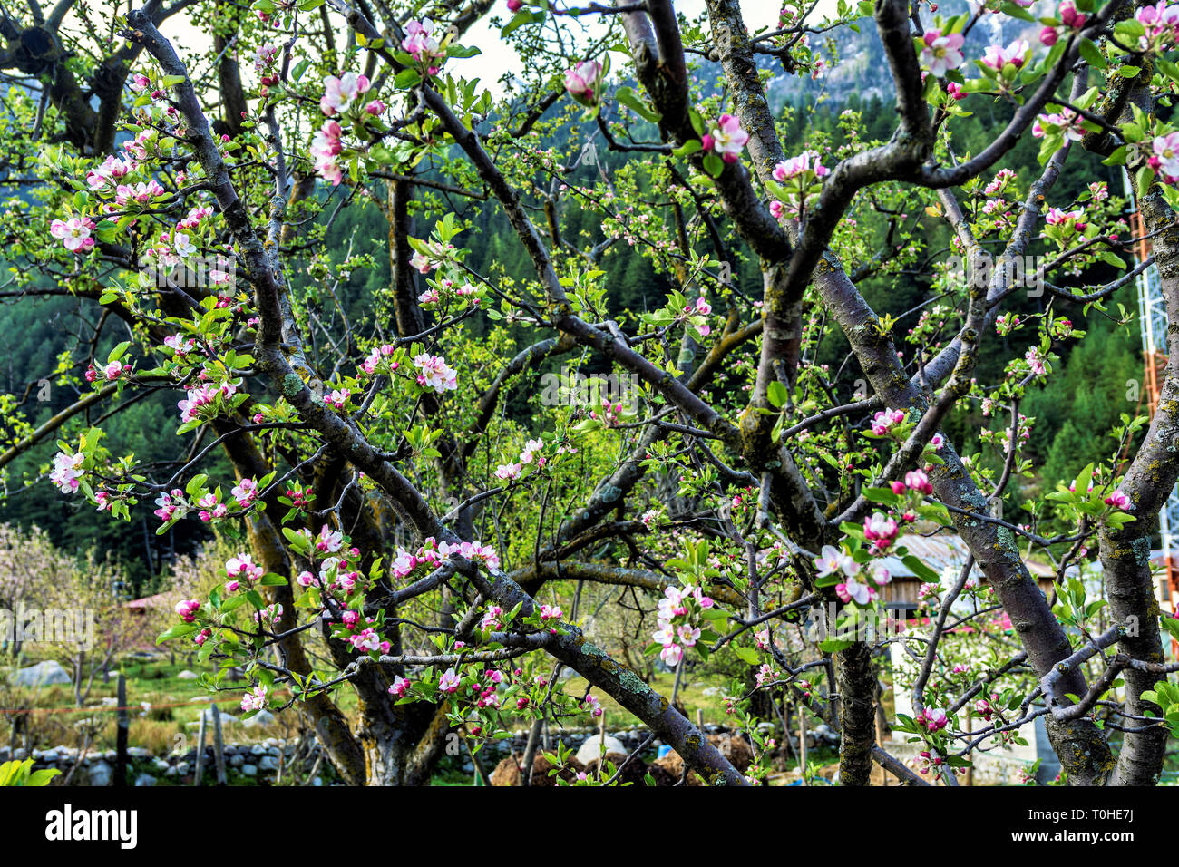 Apple Obstbäume, Harsil, Uttarakhand, Indien, Asien Stockfoto