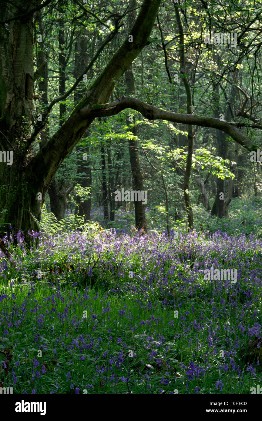 - HYACINTHOIDES NON-SCRIPTA BLUEBELLS Stockfoto