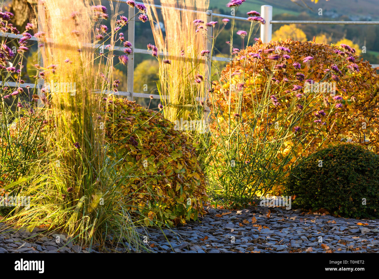 Herbst Farbe in herrlichen privaten Garten - elegantes, modernes Design, Garten- und Landschaftsbau, Pflanzen & Schiefer Chips auf Grenze (ländlichen Yorkshire, England, UK) Stockfoto