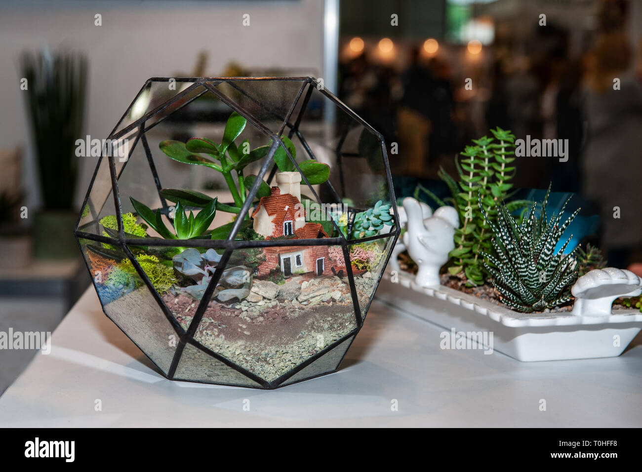 Glaskugel für wachsende kleine Sukkulenten zu Hause. Home Pflanzen. Art. Stockfoto