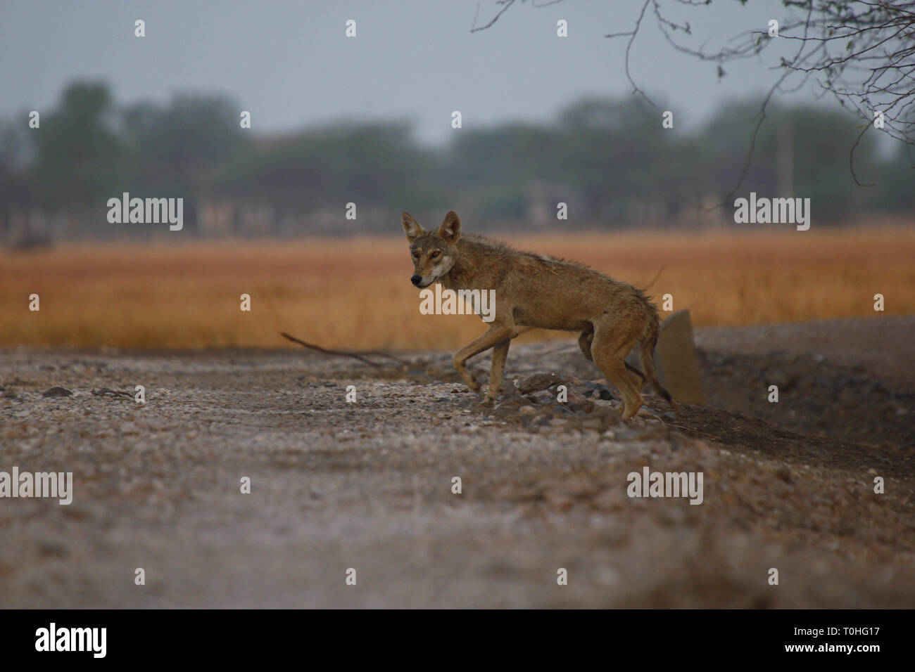 Indische Wolf, Velavadar Nationalpark, Bhavnagar, Gujarat, Indien, Asien Stockfoto