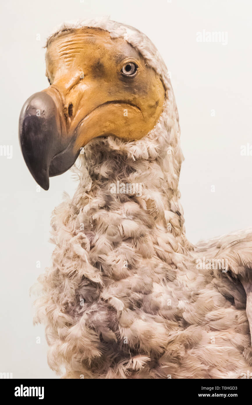 England, London, South Kensington, das Natural History Museum, die Ausstellung der Dodo Bird Stockfoto