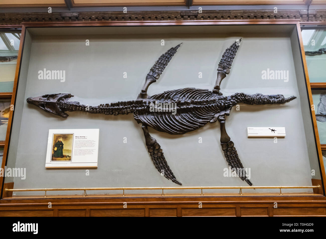 England, London, South Kensington, das Natural History Museum, die Ausstellung der Pliosaur Dinosaurier Fossil von Mary Anning (1799-1847) Die berühmte Fossil entdeckt Stockfoto