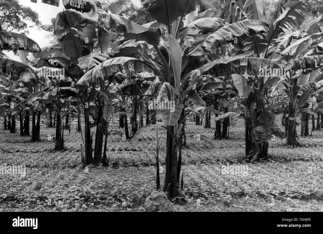 Geographie/Reisen, Guatemala, Landwirtschaft, Banane, Plantage, 1960er Jahre,, Additional-Rights - Clearance-Info - Not-Available Stockfoto