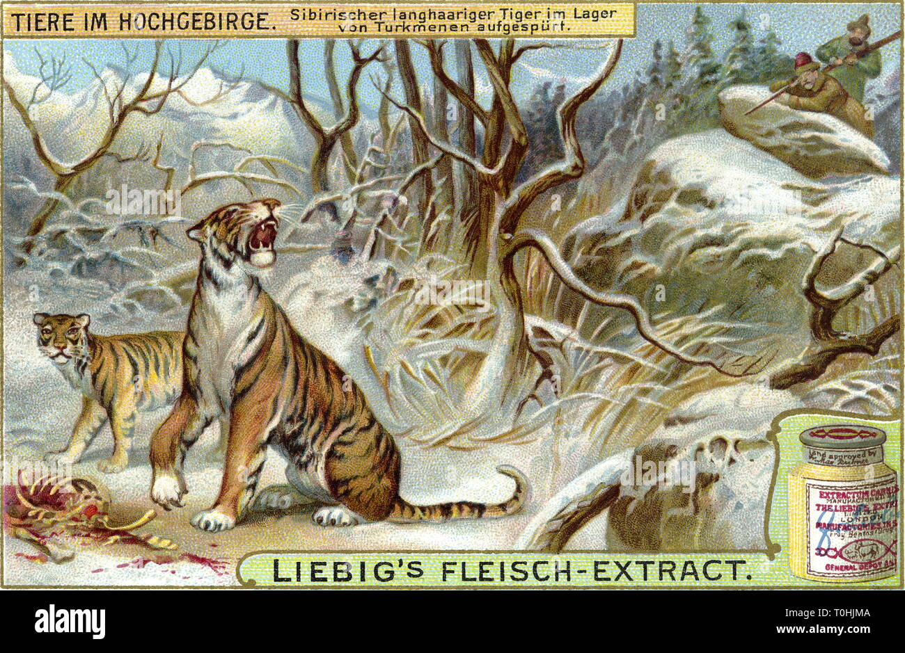 Hunt, Turkmenen auf dem tiger Hunt, Sibirische Tiger (Panthera tigris altaica), in Turkmenistan, Russland, Trading Card der Firma Liebig, Deutschland, um 1900, Additional-Rights - Clearance-Info - Not-Available Stockfoto