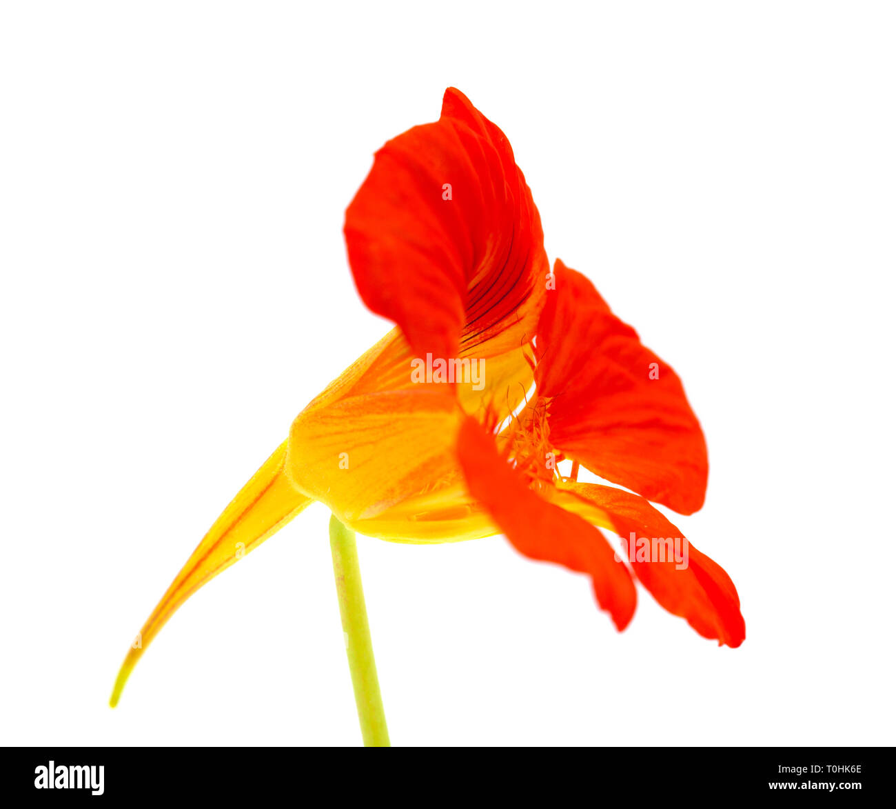 Flora von Gran Canaria - Tropaeolum majus, Kapuzinerkresse auf weißem Hintergrund Stockfoto