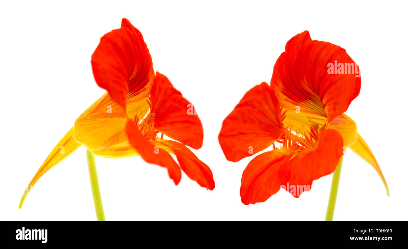 Flora von Gran Canaria - Tropaeolum majus, Kapuzinerkresse auf weißem Hintergrund Stockfoto