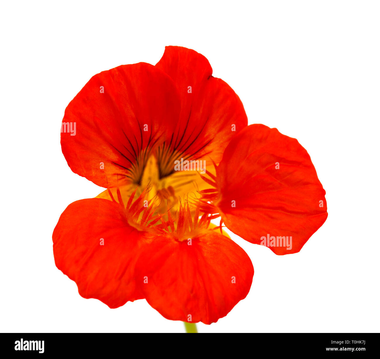 Flora von Gran Canaria - Tropaeolum majus, Kapuzinerkresse auf weißem Hintergrund Stockfoto