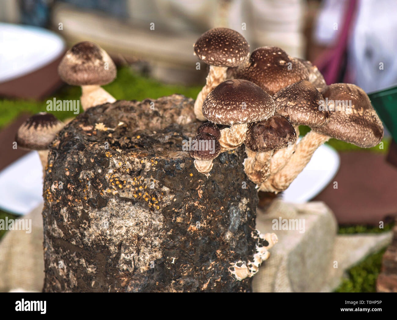 Shiitake Pilze auf einem Pilz blockieren. Die shiitake (lentinula Edodes) ist ein essbarer Pilz native nach Ostasien. Stockfoto